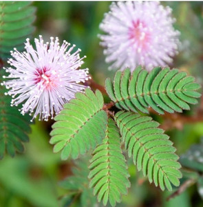 Products: Touch me not Mimosa Pudica - the most interesting plant you can buy Ready Dec. Far North Tropicals