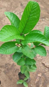 Thai pink guava plant 30cm+ high in 2L pot Far North Tropicals