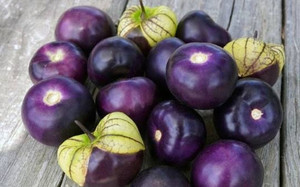 Products: Purple Tomatillo 2L pot Available November Far North Tropicals