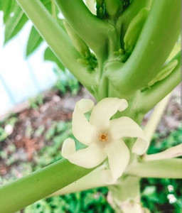 Products: Guaranteed female plant , 1.5m tall in 20L growbag, 20 year old tree. Far North Tropicals