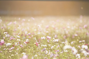 Products: Your dream plant, grown specifically for you. Call us to discuss Far North Tropicals