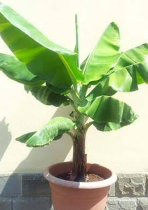 Dwarf Cavendish Banana Far North Tropicals