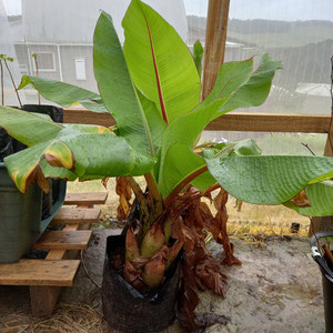 Products: Abyssinian Banana Far North Tropicals