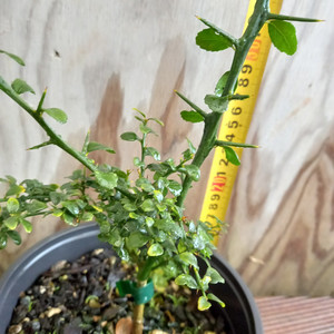 Grafted Finger lime available Feb 20th 2023 Far North Tropicals