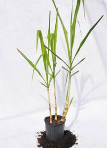 Products: Sweet stem Sugar cane the sweetest plant you can grow Far North Tropicals