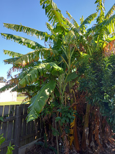 Misi luki Banana palms 50cm 1 m tall (cut shorter if couriered) Far North Tropicals