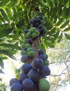 Products: Davidson's Plum - the most amazing jam plum ever Far North Tropicals