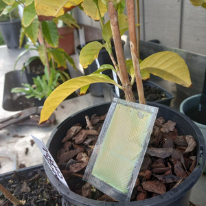 Fertiliser boost and protect for Tropicals and cacti. Far North Tropicals