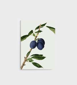 Notebook | Plums