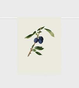 Tea Towel | Plums