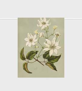 Tea Towel | Clematis indivisa