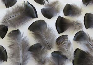 Products: Brown and Bronze Male Feathers - Feathergirl