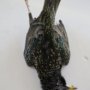 Products: Starling Feathers - Feathergirl