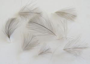 Products: CDC Feathers - Feathergirl
