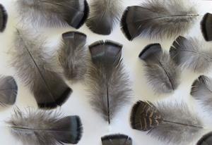 Products: Brown and Bronze Female Feathers - Feathergirl