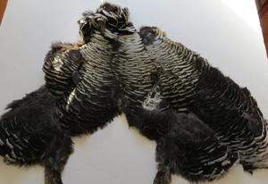 Black and White Turkey Pelt - Feathergirl