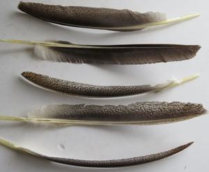 Products: Dark Speckled Turkey Primary Wing Feathers - Feathergirl