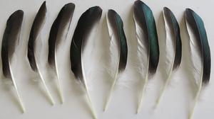 Products: Shiny Green Quills x20 - Feathergirl