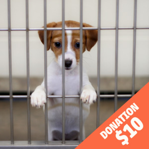 Dog Accessories: Food Donation 1KG