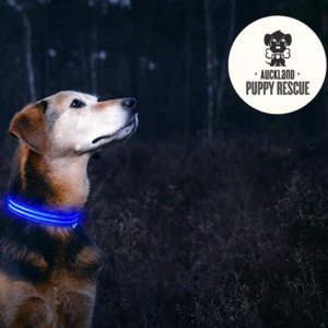 Products: 1kg Food Donation + Free LED Collar