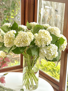 Hydrangea - Fei's Blossom