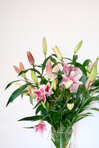 Products: Lily - Fei's Blossom