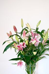 Products: Lily - Fei's Blossom