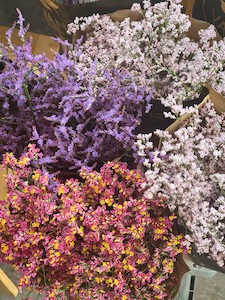 Limonium - VAR - Fei's Blossom