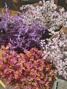 Products: Limonium - VAR - Fei's Blossom