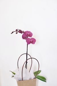 Phalaenopsis Orchid - Fei's Blossom