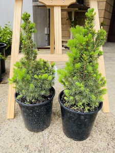 Products: Potted Christmas Tree - Fei's Blossom