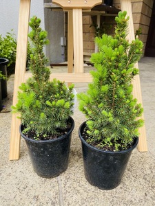 Products: Potted Christmas Tree - Fei's Blossom