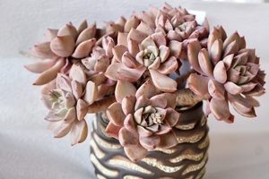 Products: Potted Succulent - Fei's Blossom