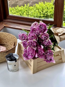 Products: Tulip - Fei's Blossom