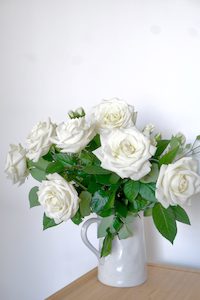 White Garden Roses - Fei's Blossom