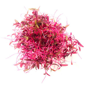 Products: Amaranth Micro Fernside Microfarm