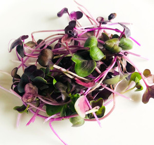 Products: Radish Micro Fernside Microfarm