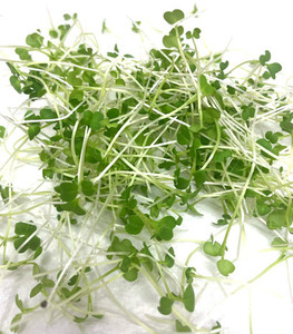 Products: Bok Choy Micro Fernside Microfarm