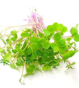 Products: Kale Micro Fernside Microfarm