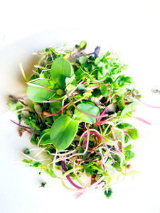Products: Mixed Blend Micro Fernside Microfarm