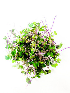 Products: Kohlrabi Micro Fernside Microfarm