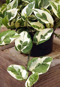 Products: Houseplant-N’joy Pothos