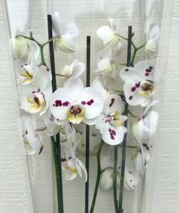 Houseplant-Large Phalaenopsis Orchid - Spotted