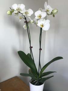Houseplant-Large Phalaenopsis Orchid - White
