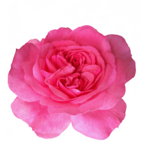 Products: Rose Otto Essential Oil