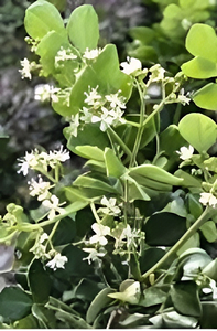 Products: Amyris Essential Oil