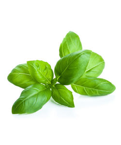 Basil Essential Oil