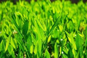 Bay Laurel Essential Oil