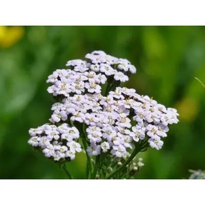Products: Blue Yarrow Essential Oil