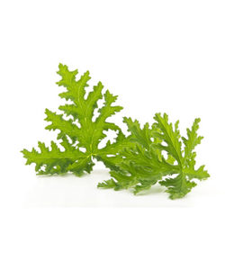 Products: Citronella Fragrance Oil